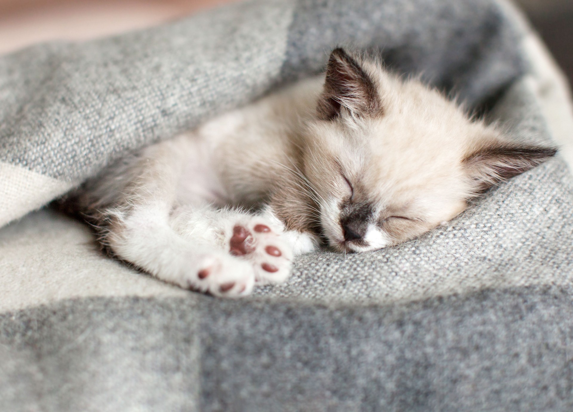 Cat relaxing on knitted plaid